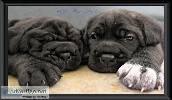 Cane corso puppies italian mastiff