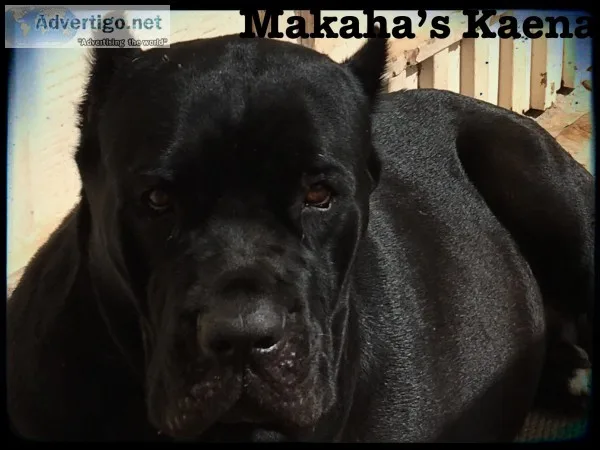 Cane corso puppies italian mastiff