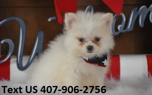 White tiny pomeranian boy & girl
