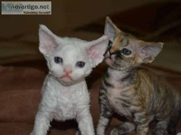 Devon rex kittens available 