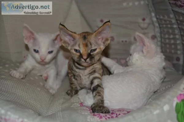 Devon rex kittens available 