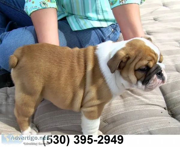 Kmiol exception english bulldog puppies