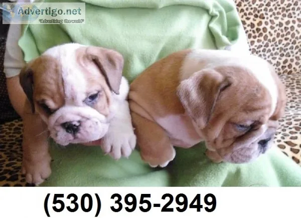 Sdssd exception english bulldog puppies