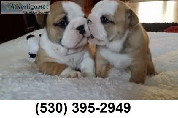 Ygjhgj wonderful english bulldog puppies