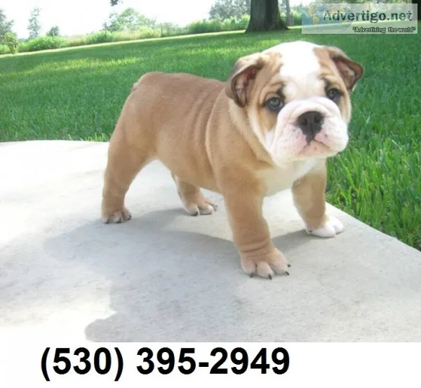 Hjnty affordable english bulldog puppies