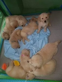 Puppies golden retriever