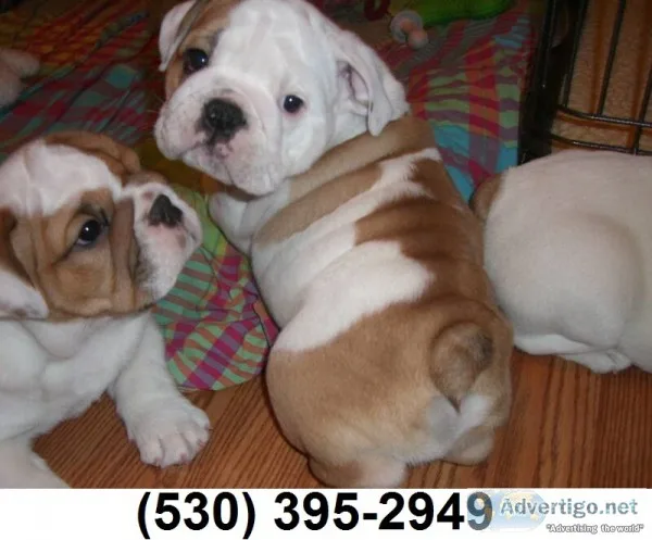 Vbnm super sweet english bulldog puppies