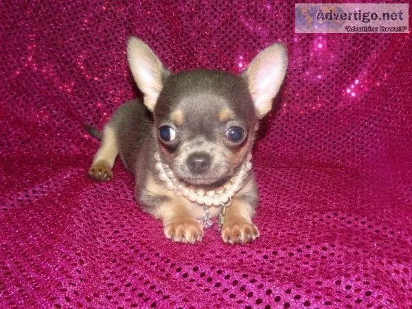 Supper tiny chihuahua puppy