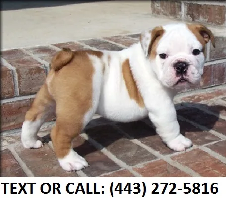 Tags english bulldog puppies for sale
