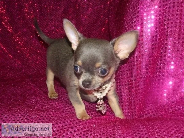  tiny chihuahua puppies