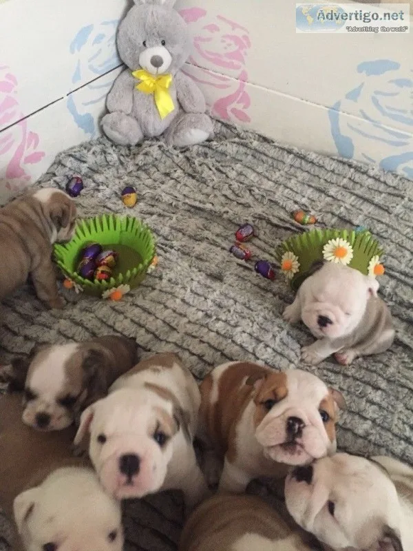 Oustanding quality english bulldog