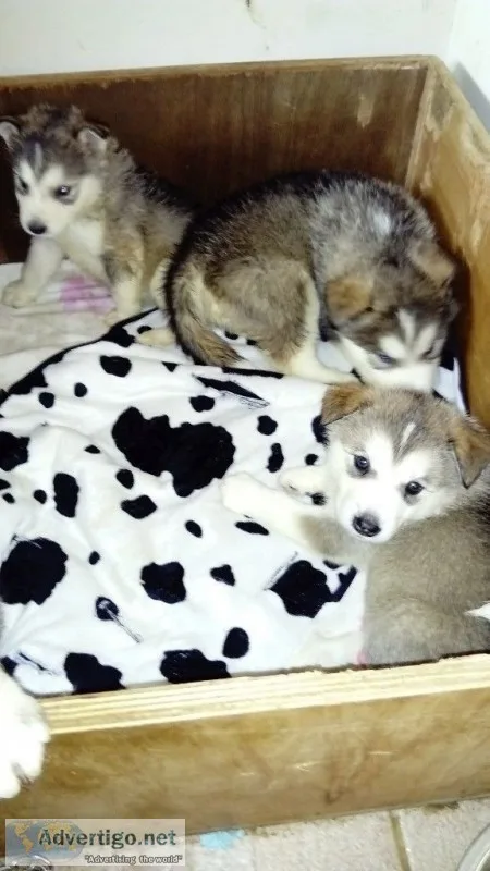 Siberian husky blue eyes puppies