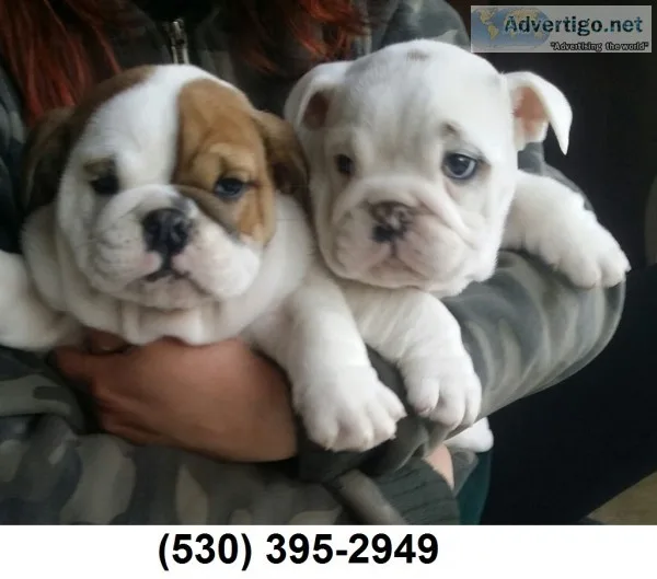 Dgfdf adorable english bulldog puppies