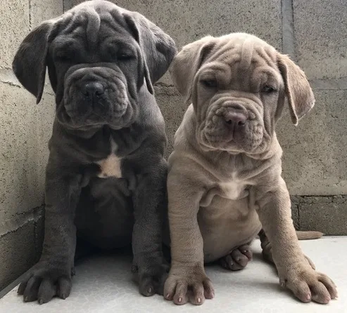 Cute neapolitan mastiff puppies for sale