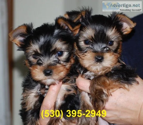 Ertfgrt beautiful yorkie puppies male f