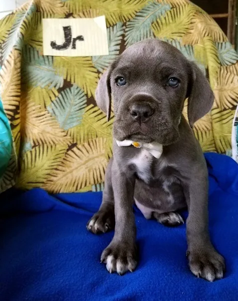Cute neapolitan mastiff puppies for sale