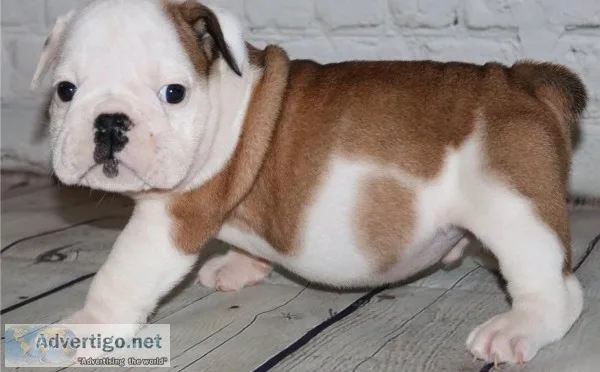 Akc english bulldog available for new ho