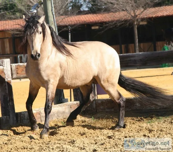 Aqha mare horse for rehoming