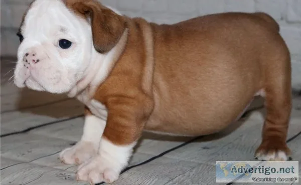 Gorgeous english bulldog for new homes
