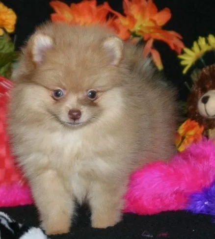 Lovely pomeranian puppies for sale