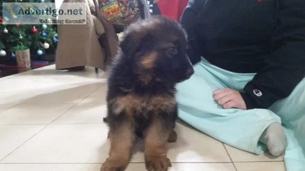 German shepherd puppies for sale