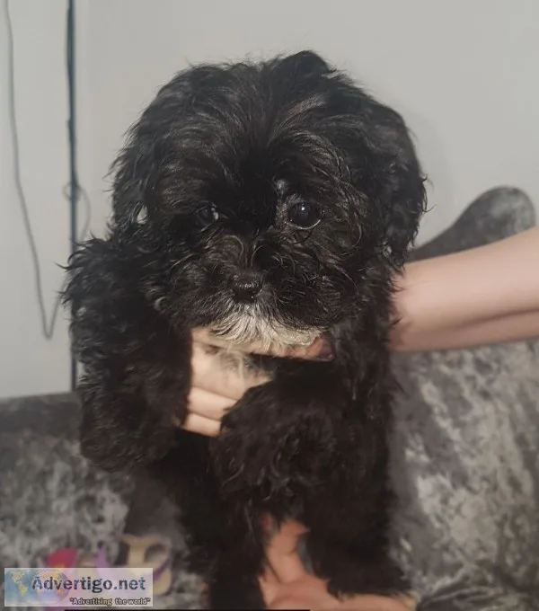 Poodle puppies for sale