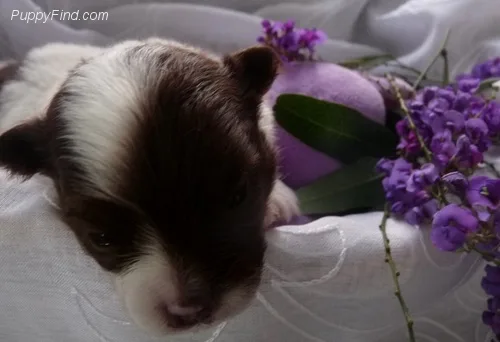 Teacup pom puppy ready for new homes