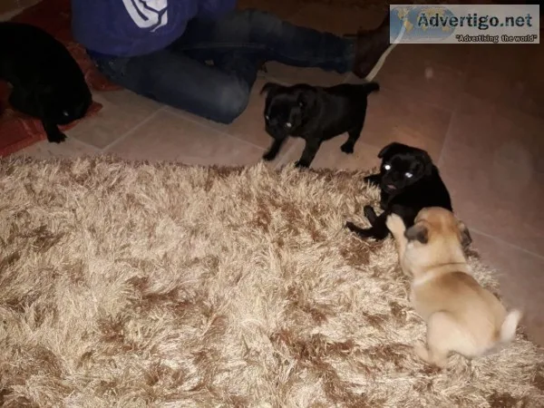 Adourable pug puppies for sal