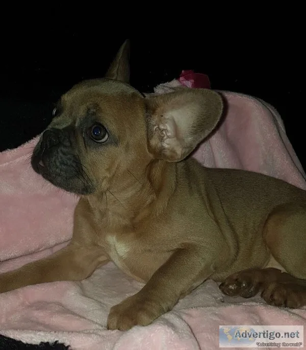 Cute french bulldog puppies for sale