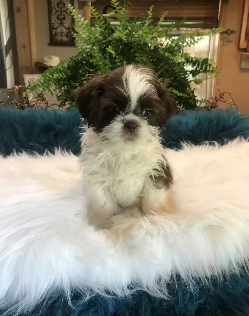 Teacup shih tzu pop ready for new home