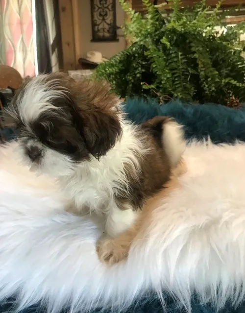Beautiful shih tzu poppy for new homes