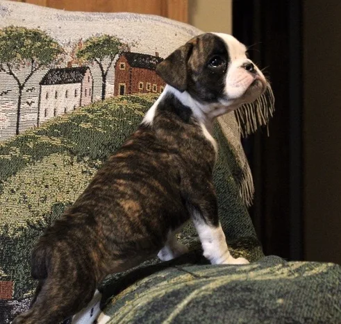 Beautiful boxer pups for sale
