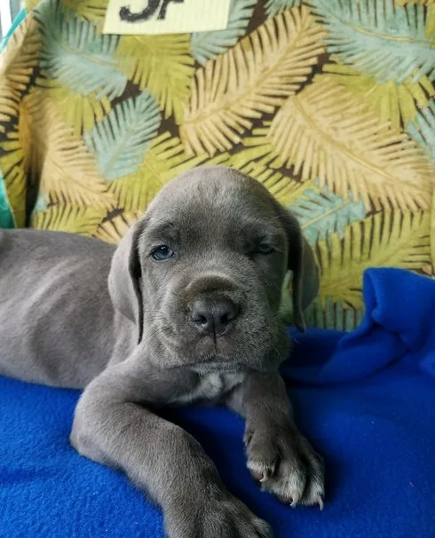 Cute neapolitan mastiff puppies for sale