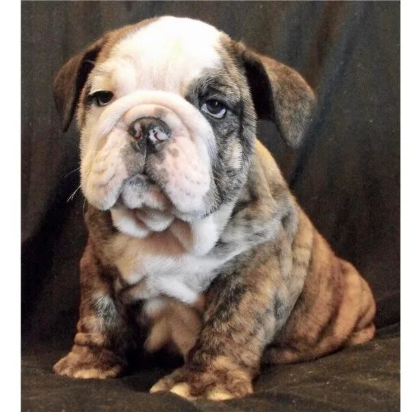 Akc english bulldog available for new ho