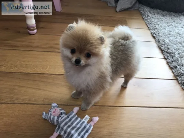 Lovely pomeranian puppies for sale