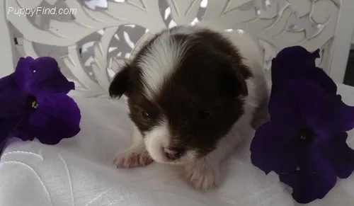 Teacup pom puppy ready for new homes