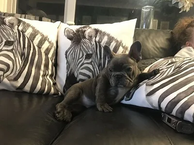 Cute french bulldog puppies for sale