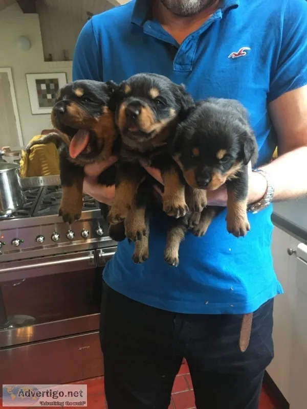 Golden retriever puppies for sale