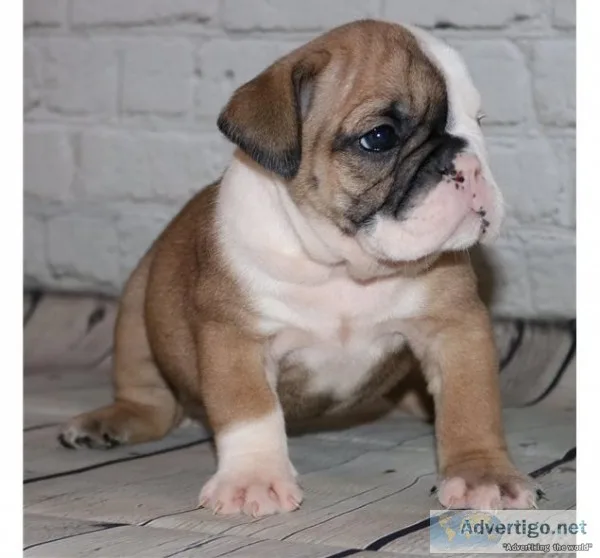 Akc english bulldog available for new ho
