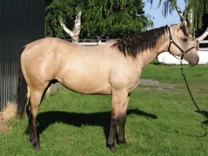 Aqha mare horse for rehoming
