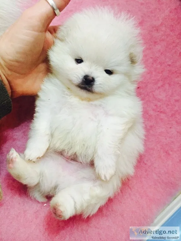 Lovely pomeranian puppies for sale