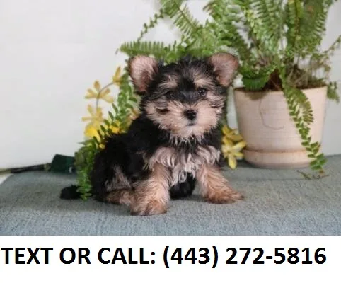 Yhsn morkie puppies for sale