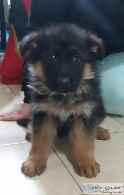 German shepherd puppies for sale