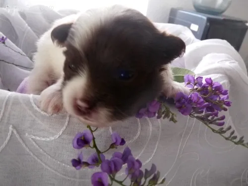 Teacup pom puppy ready for new homes