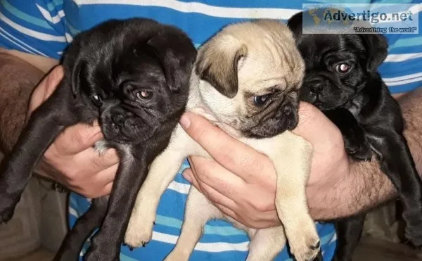Adourable pug puppies for sal