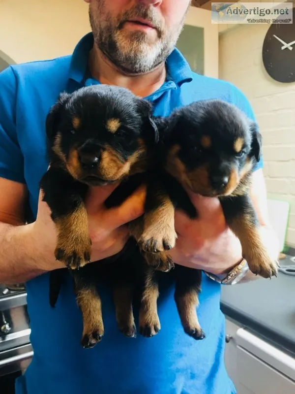 Golden retriever puppies for sale