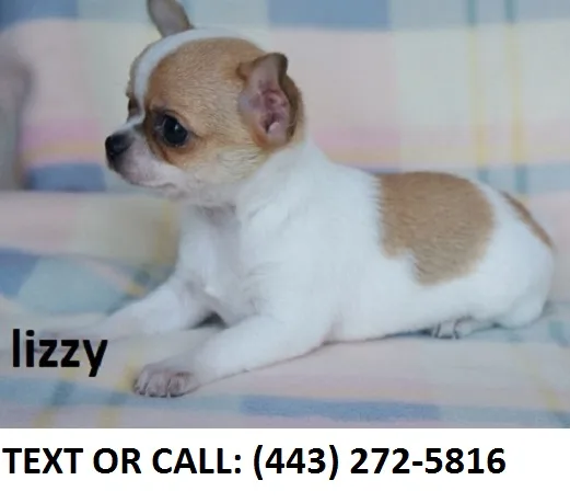 Ttsh chihuahua puppies for sale