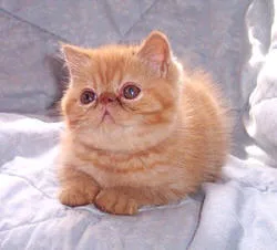 Esh kittens