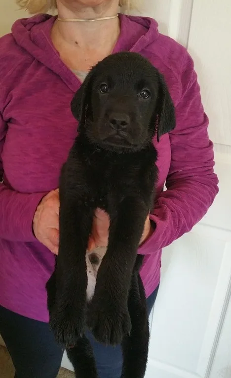 Labrador retriever puppies for sale
