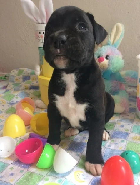 Beautiful boxer pups for sale